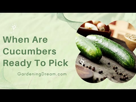 Shemale Cucumber